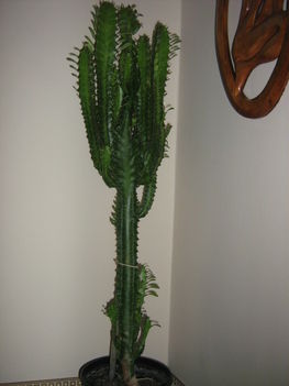 oszlopos kaktusz