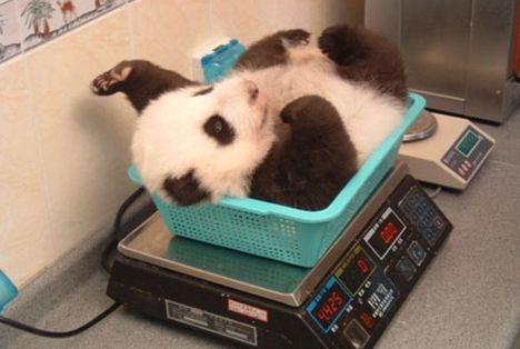 Panda a mérlegen