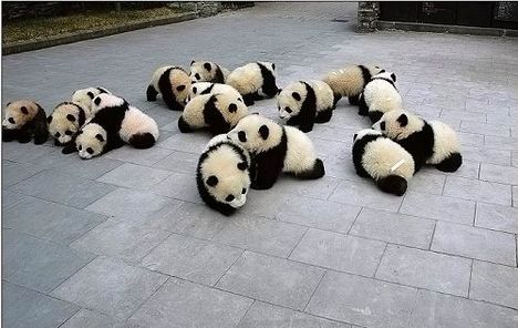 Pandabocsok