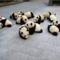 Pandabocsok
