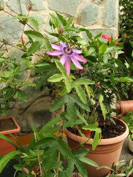 passiflora_amethyst