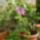 Passiflora_amethyst_461159_34394_t