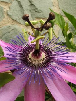 passiflora_amethyst_flower2