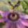 Passiflora_amethyst_flower2_461160_94903_t