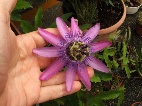 passiflora_amethyst_flower3