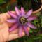 passiflora_amethyst_flower3