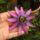 Passiflora_amethyst_flower3_461156_90757_t