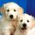 Dog_wallpapers_113_462962_29239_t