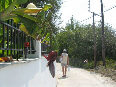A banán virága Erikoussa szigétén (Sidariból hajóval), Korfuhoz tartozó kis sziget