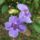 Kolostorharang_thunbergia_grandiflora_463055_15681_t