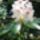 Rhododendron_463198_92252_t