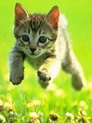 Jump_Kittyjump