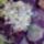 Kep151_464336_81637_t