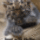 Oroszlan_3_464372_63140_t