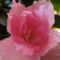 azalea virága