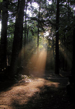 forest-light