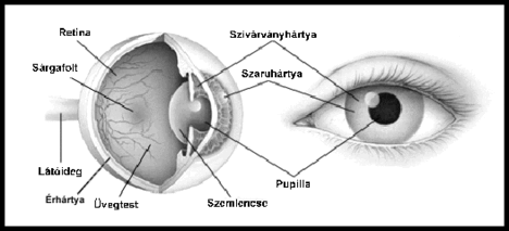 a szem felépítése 2 (forrás - sulinet)