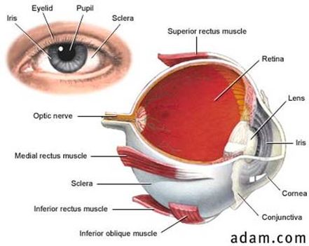 a szem felépítése (forrás - biomed.metu.edu