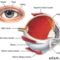 a szem felépítése (forrás - biomed.metu.edu