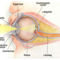 a szem felépítése (forrás - ektf