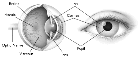 a szem felépítése (forrás - hanitalenses