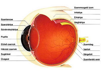 a szem felépítése (forrás - hu.wikimedia