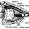 a szem felépítése (forrás - okm.gov