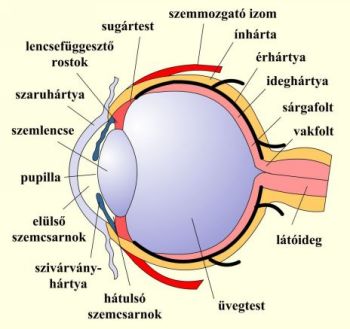 a szem felépítése (forrás - sulinet
