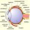 a szem felépítése (forrás - sulinet