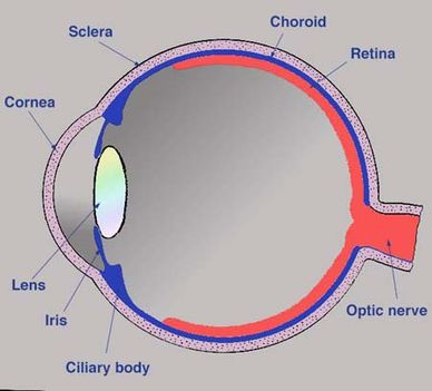 a szem felépítése (forrás - szote.u-szeged