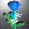 Barátnőm kék rózsája