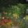 Nyalka_viragos_udvarai_36_466000_27737_t