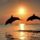 Dolphins2_467275_38676_t