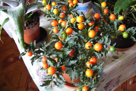 Solanum / közelről/