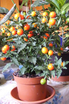 Solanum /távolról/