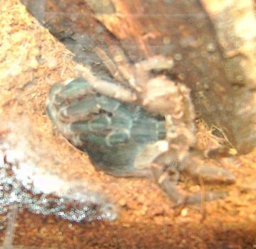 Acanthoscurria Insubtilis vedlés