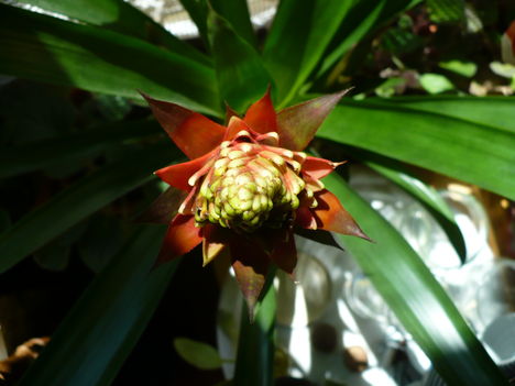 bromelia