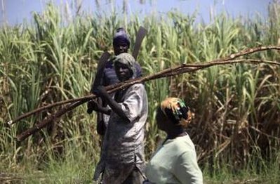 cukornádaratás nigériában