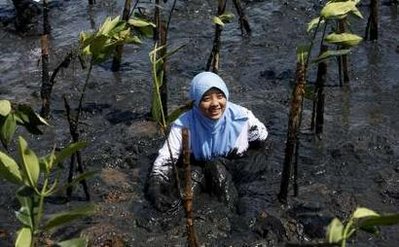 indonéz diák önkéntes mangrove fát ültet