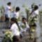 mangrove ültető diákok