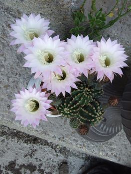 rózsaszín kaktuszom