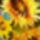 Sunflower8025_468072_27078_t