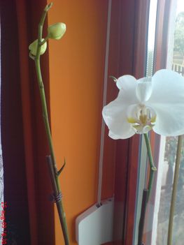 orhideám,fehér