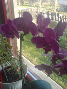 orhideám,lila