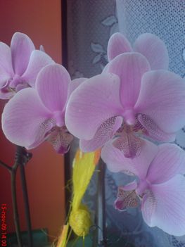 orhideám,rózsaszín