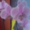 orhideám,rózsaszín