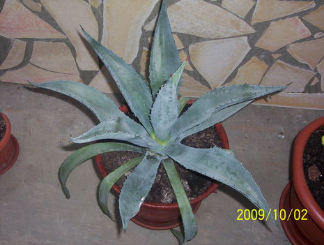 AGAVE 09.09.01 037