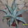 Agave_090901_037_460121_39645_t
