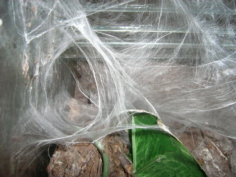 Avicularia metallica lakóhálója (a pók benne 0.1.0)