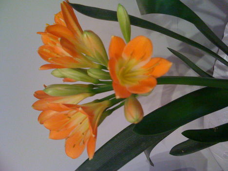 Clivia